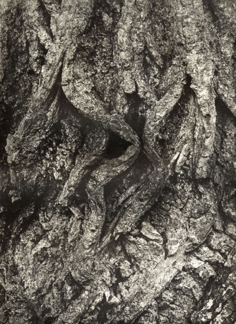 Oak