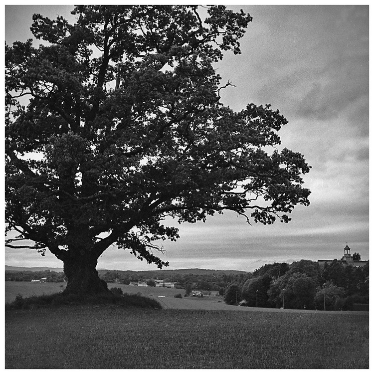 Oak