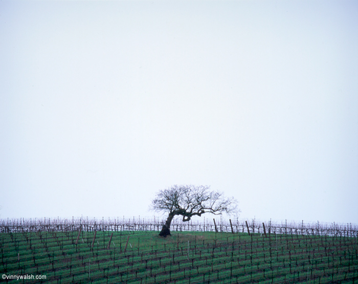 oak