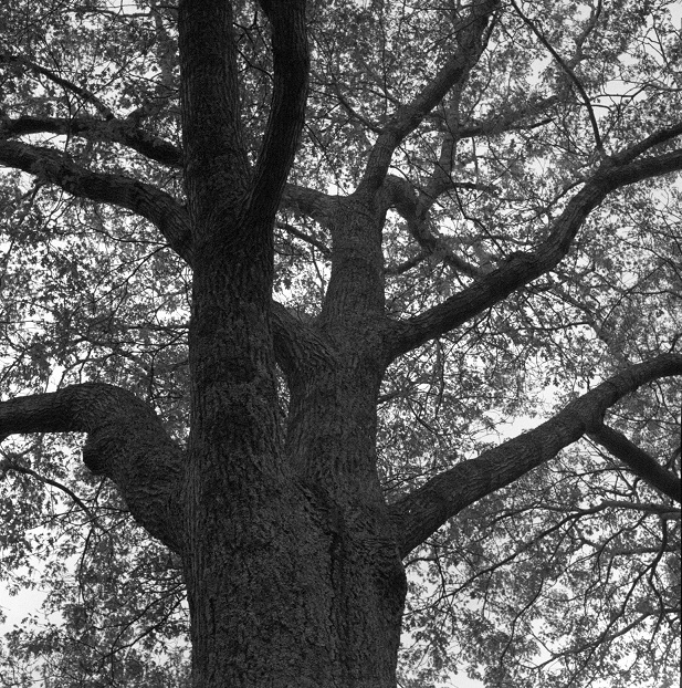 Oak
