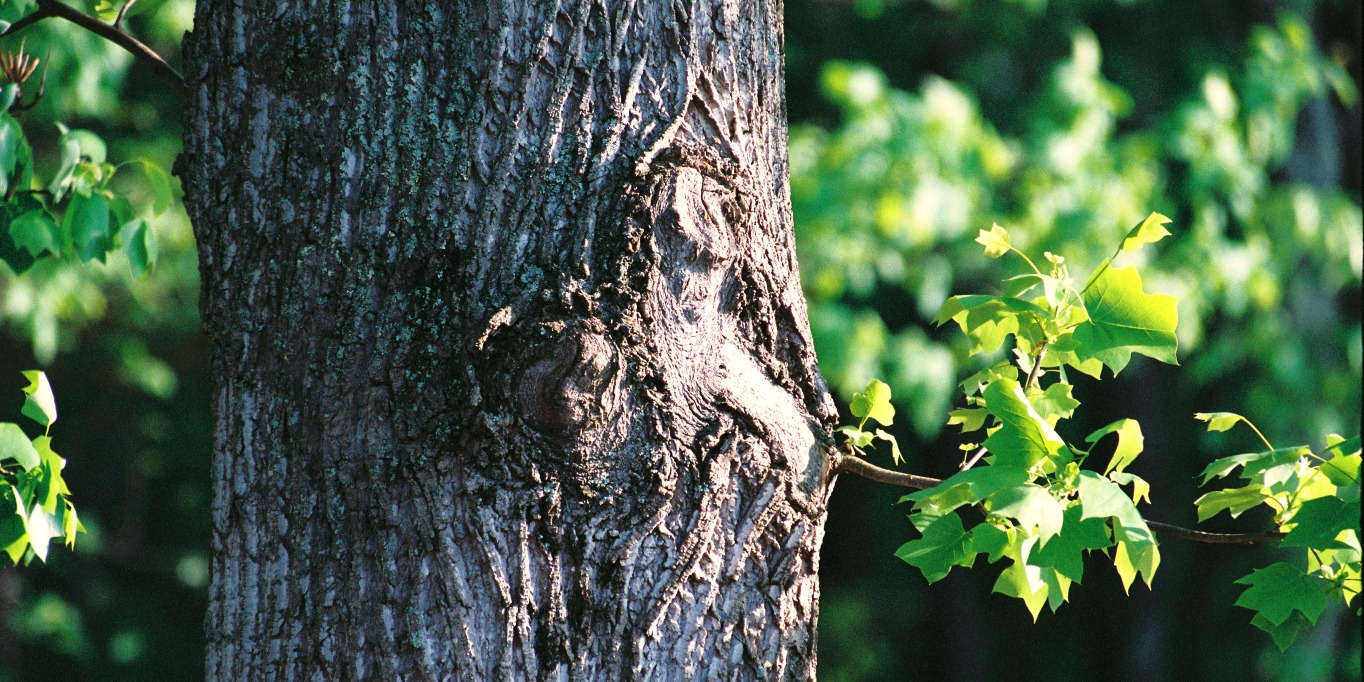 Oak