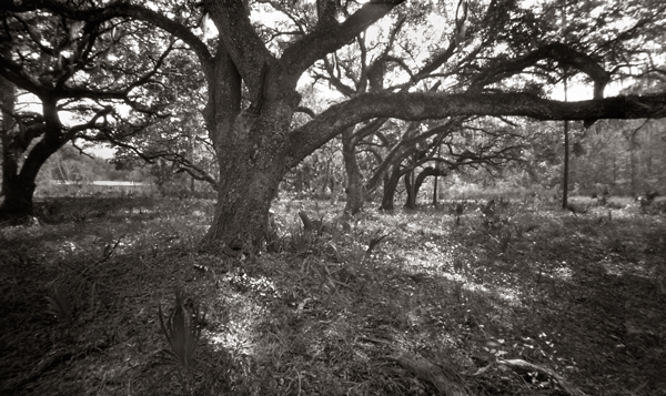 oaks 2