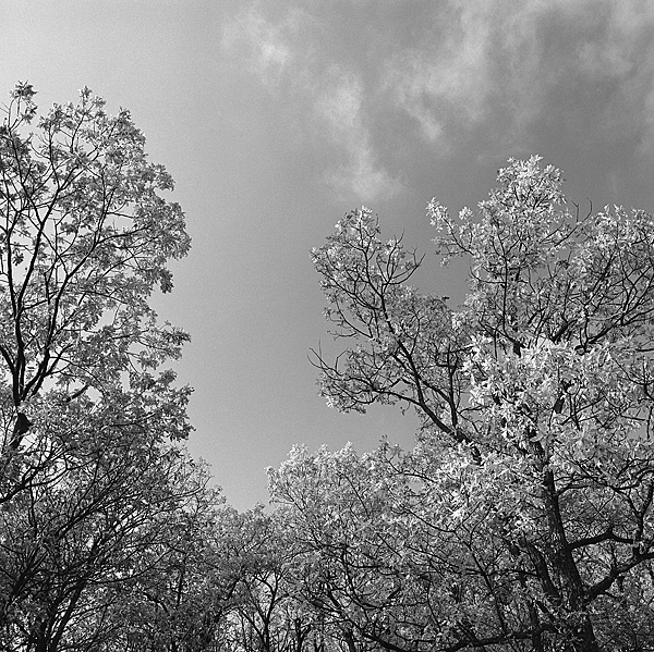 Oaks along Blueberry Trail