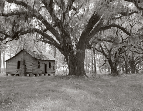 oaks and hut