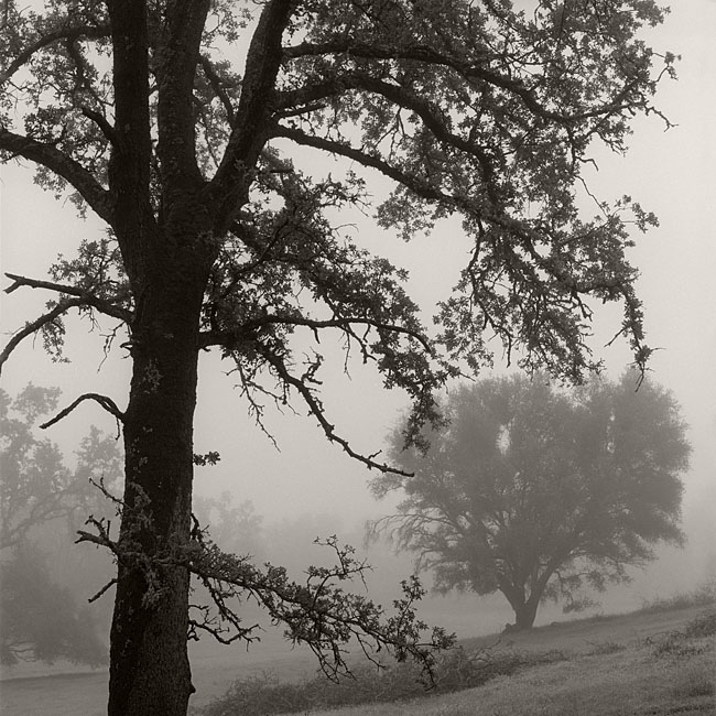 Oaks in Fog