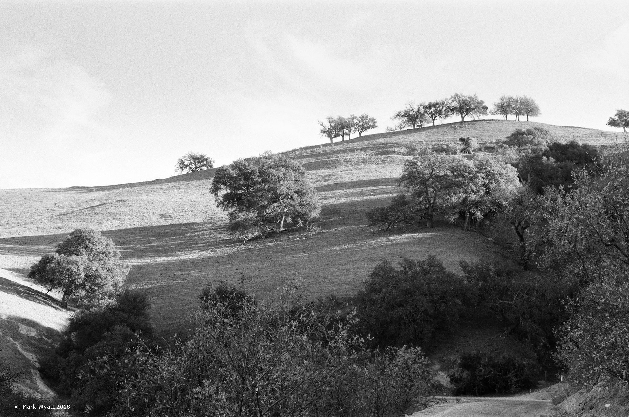Oaks on Hill