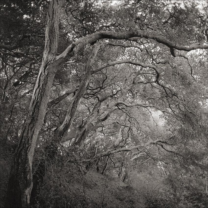 Oaks, Wildcat Gorge Trail