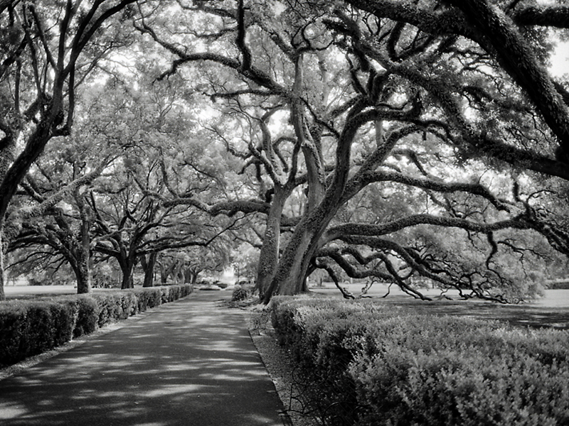 Oaks