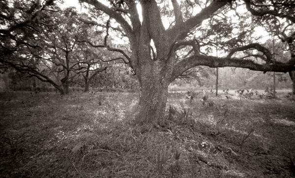 oaks