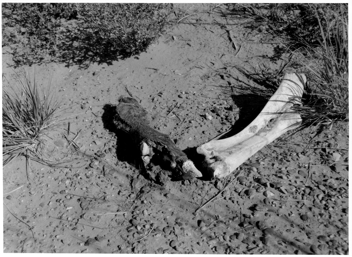 Obviously dead cow