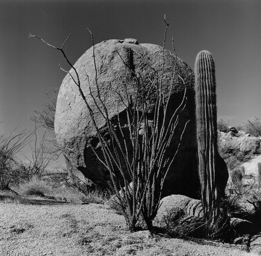 Ocotillo & Saguaro - Hugh Norris Trail.1