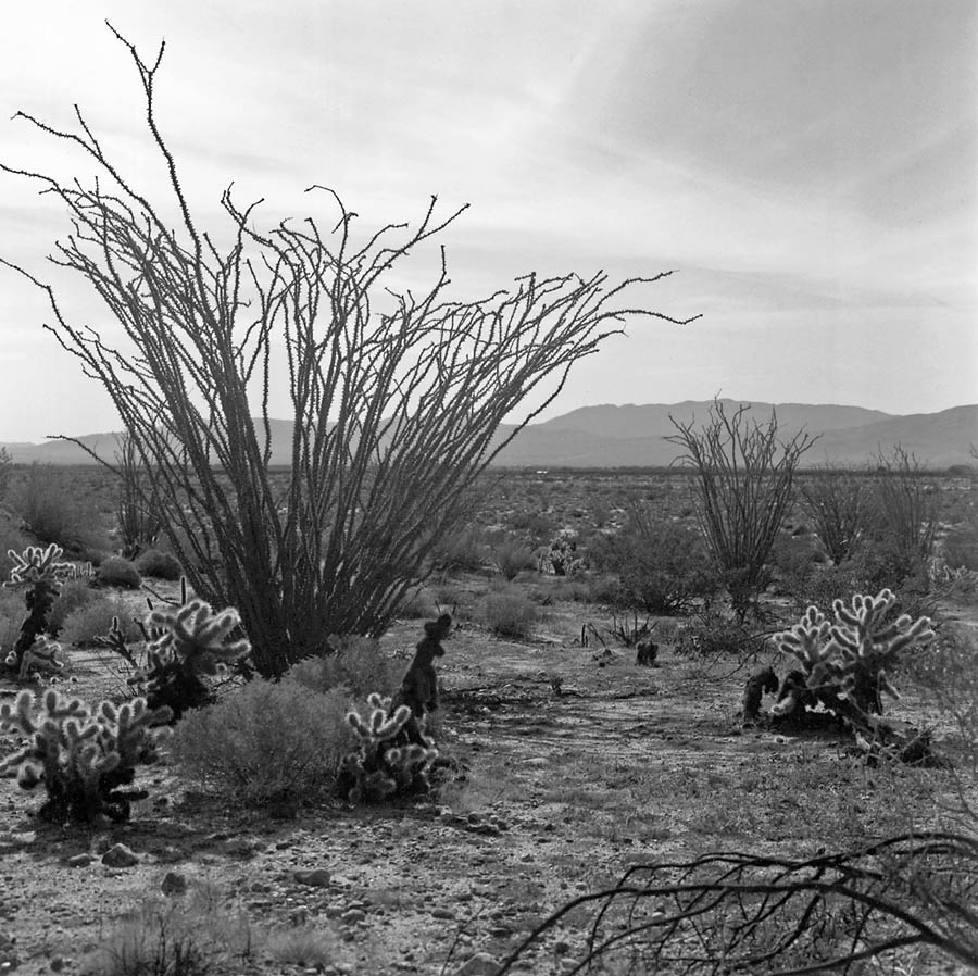 Ocotillo