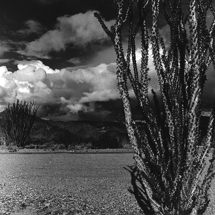 Ocotillos on Pinto Basin Road