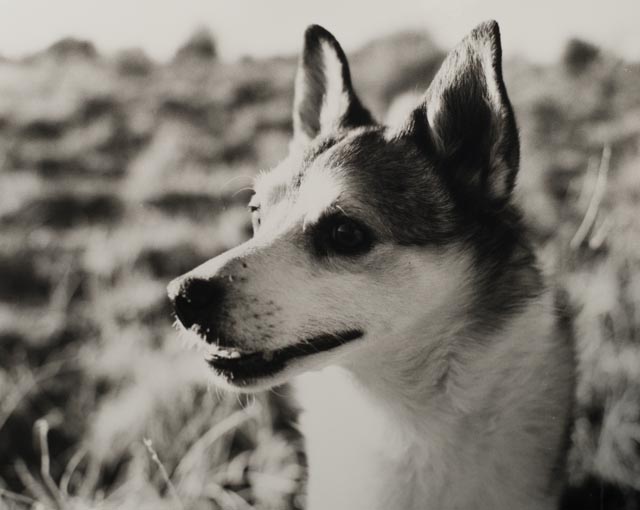 Odin