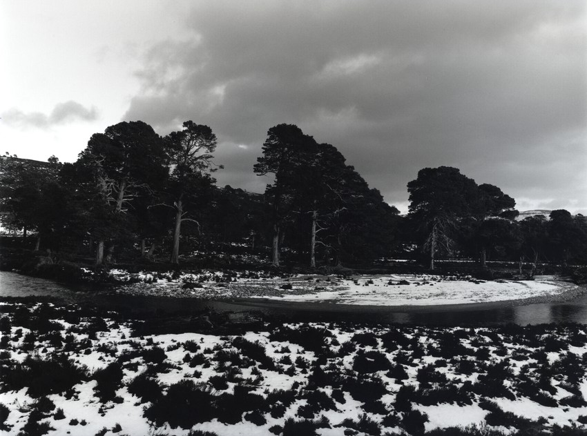 Of the trees and the snow