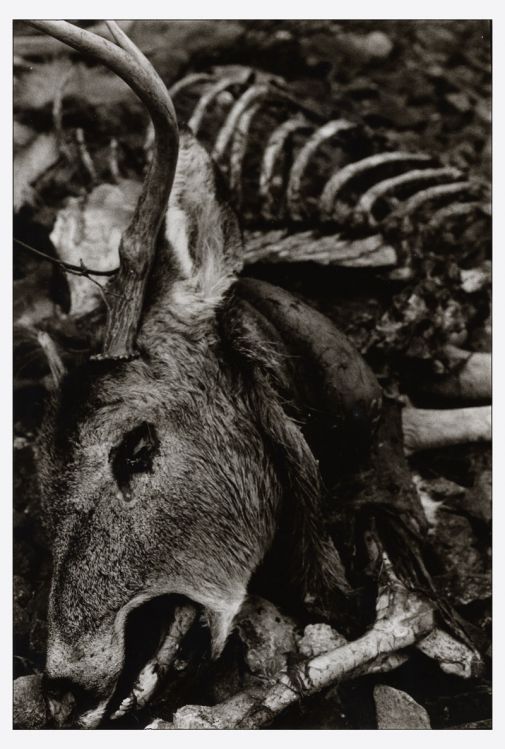 oh deer