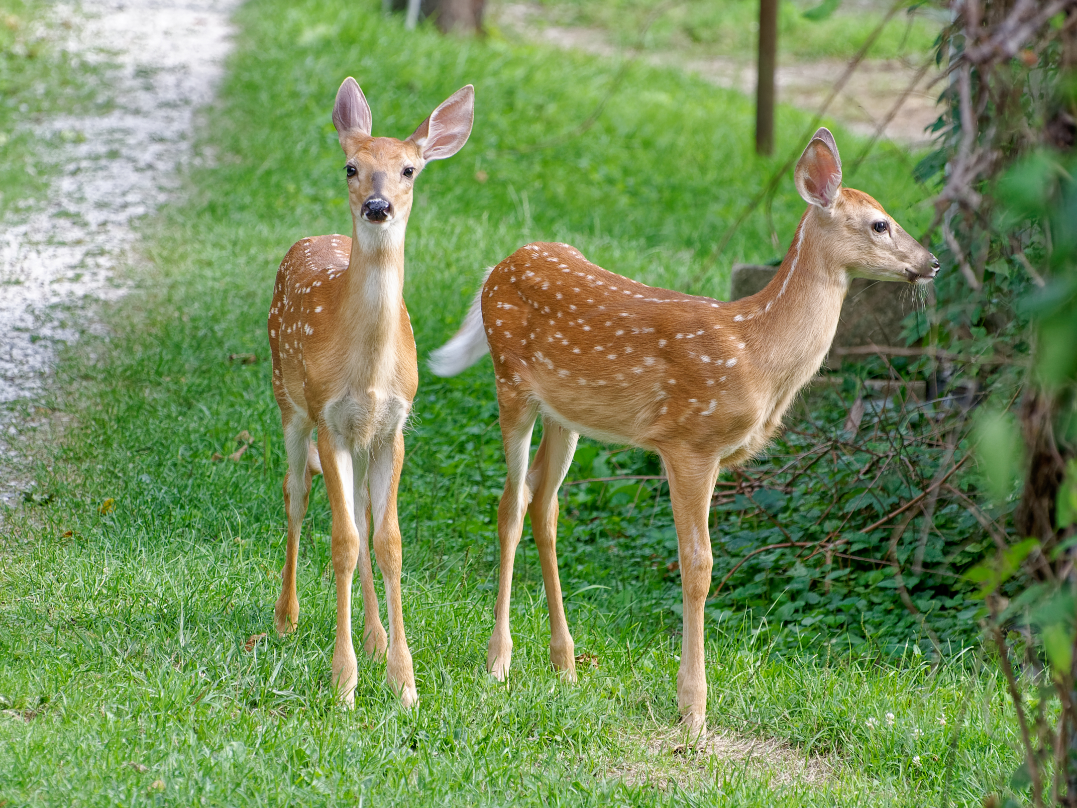 Oh, deer?
