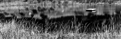 Ojai Pond