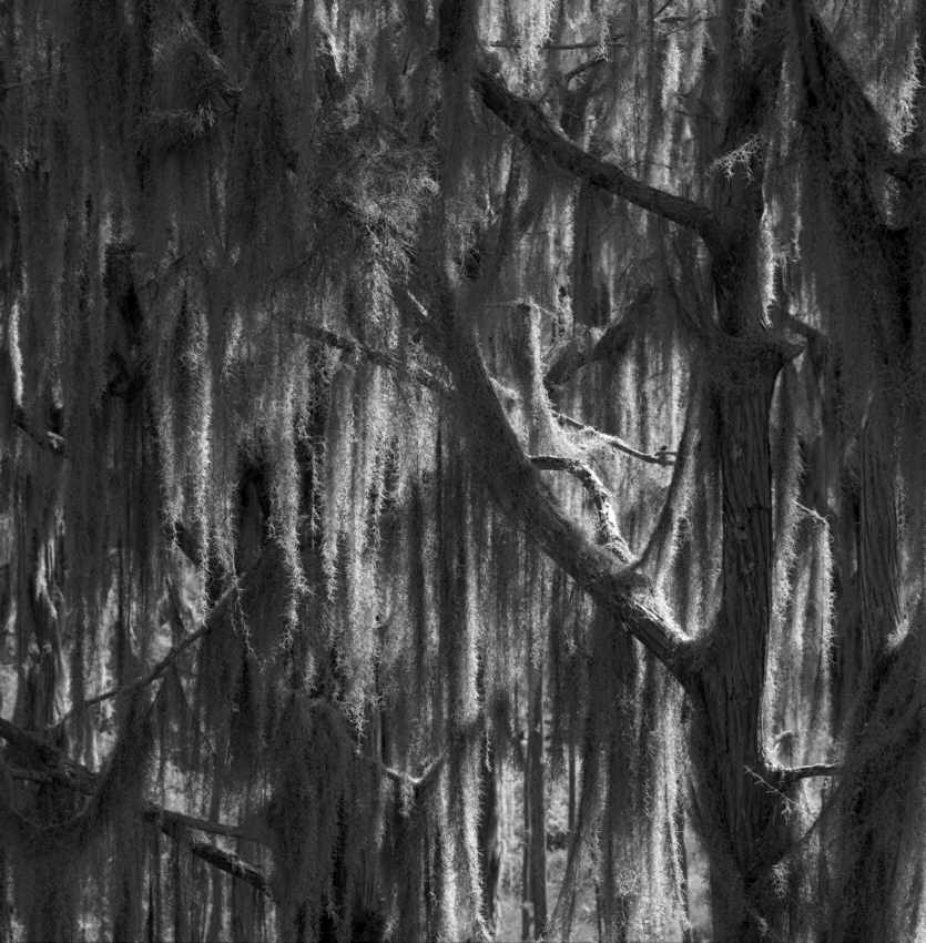 Okefenokee Swamp