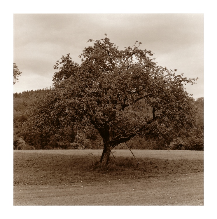 Old Apple Tree