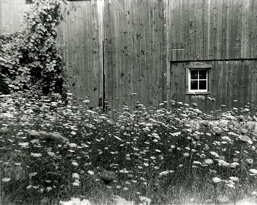 Old Barn &amp; Queen Annes Lace 01