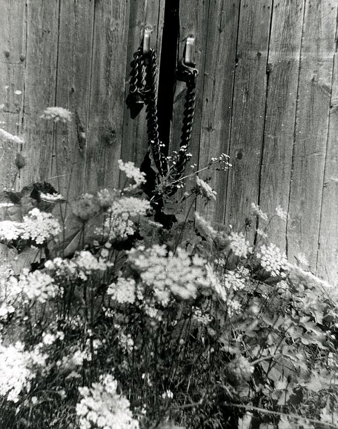Old Barn &amp; Queen Annes Lace 01