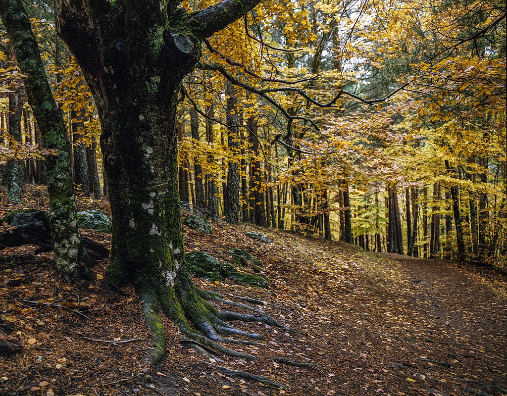 Old beech