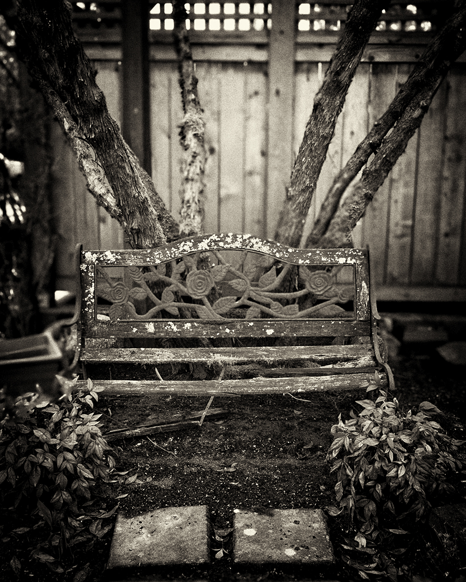 Old bench and tree