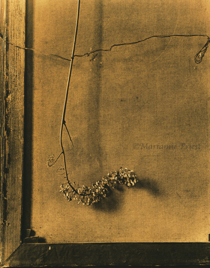 old bloom