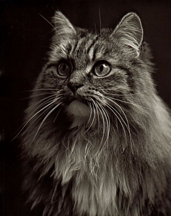 Old Cat