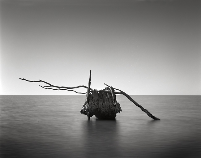 Old Cypress tree,Lake Ponchartrain Louisiana