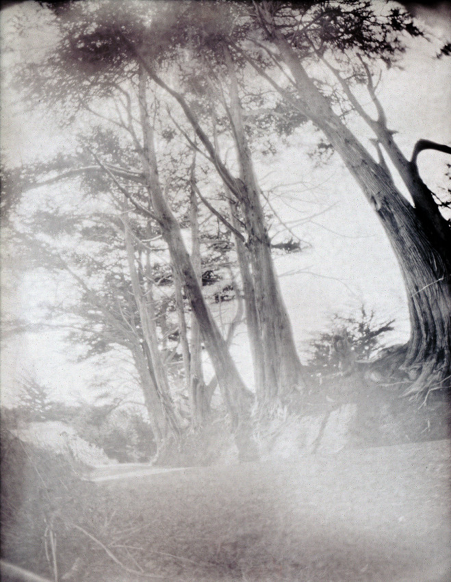 Old Cypress