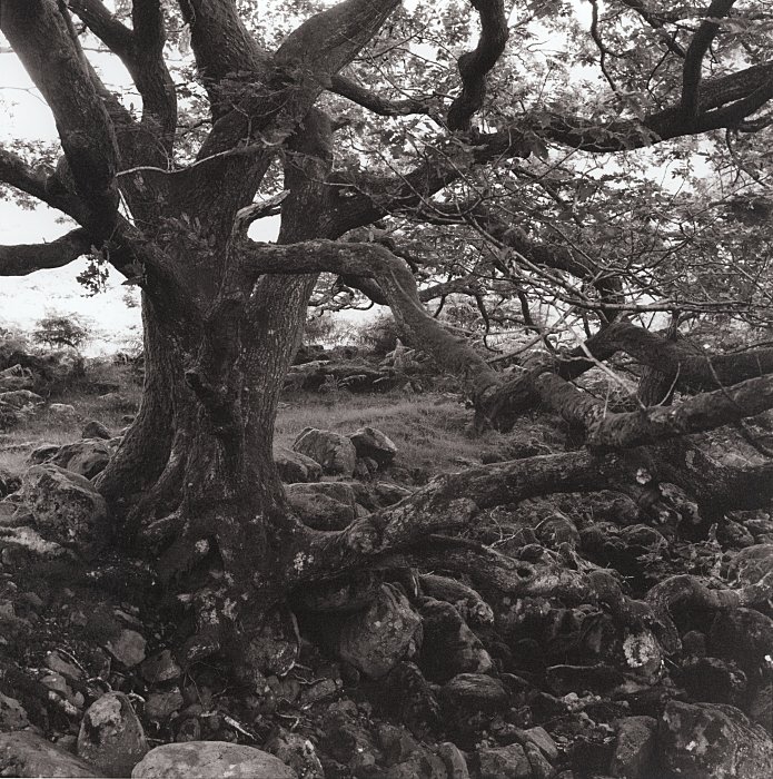 Old English Oak