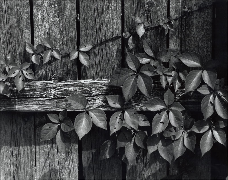 Old Fence and Ivy