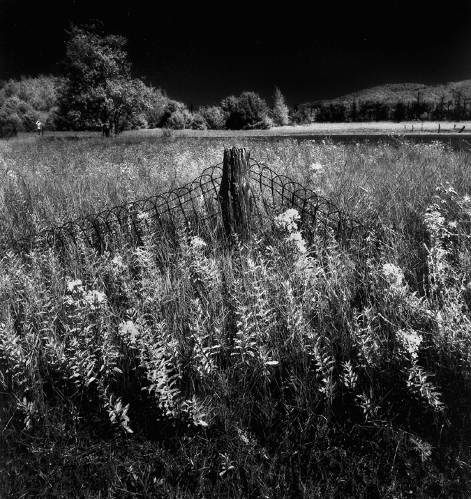 Old Fence