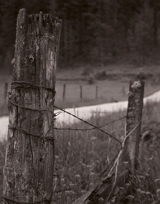 Old Fence