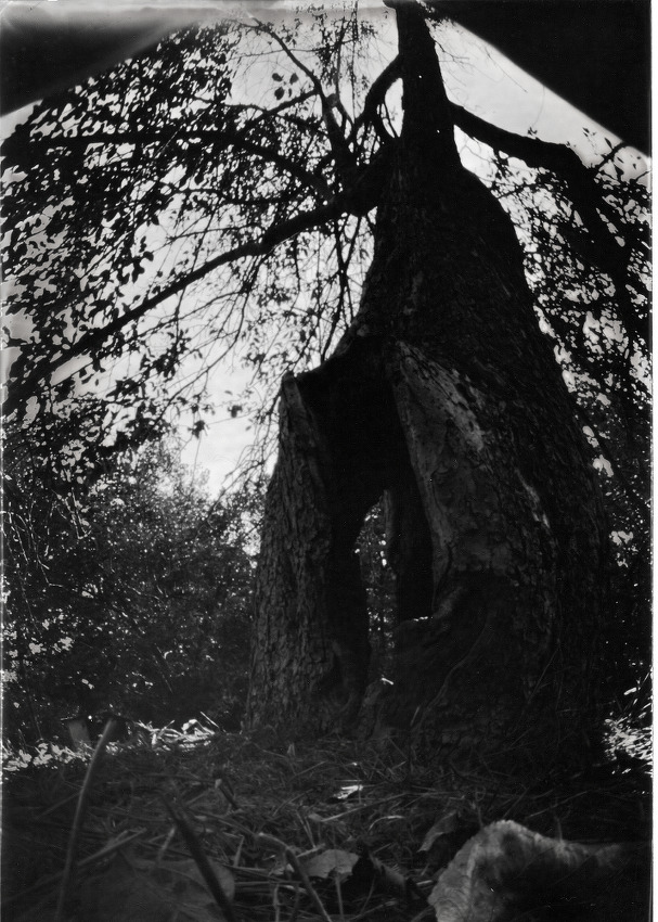 Old Gravenstein