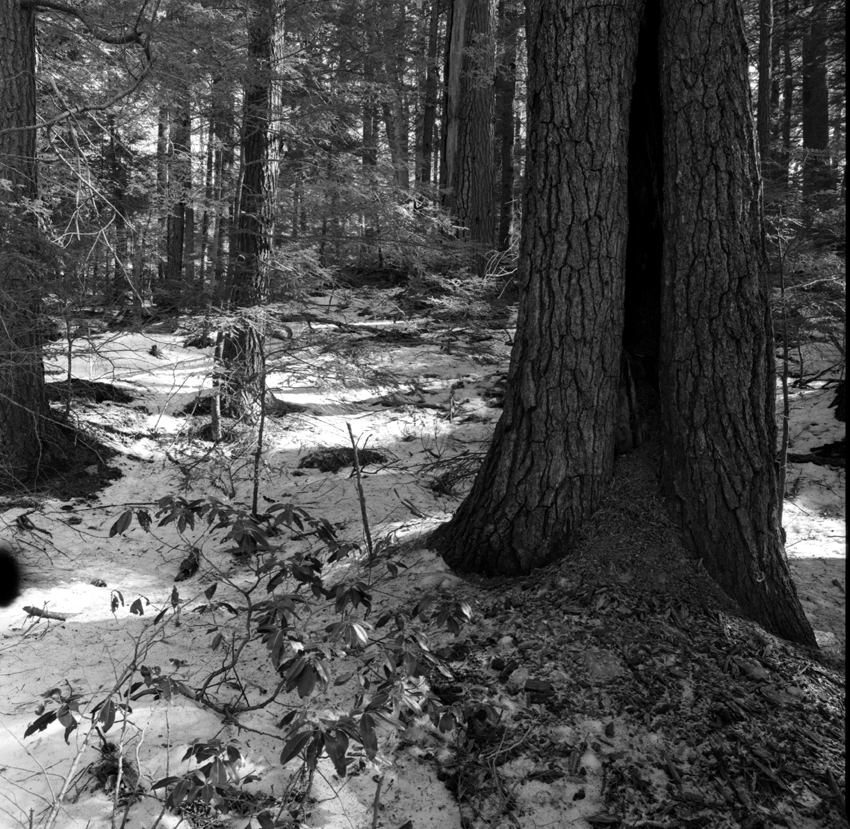 Old Growth Forest, Ashfield Massachusetts
