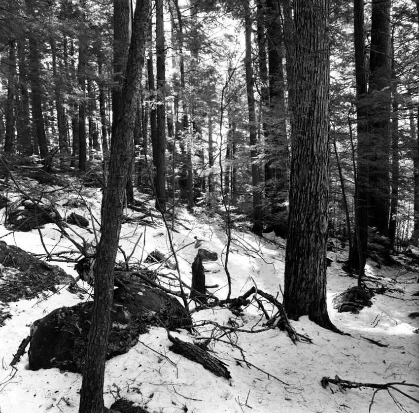 Old Growth Forest, Ashfield Western Massachusetts