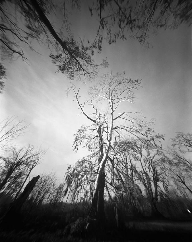 Old maple grove #2