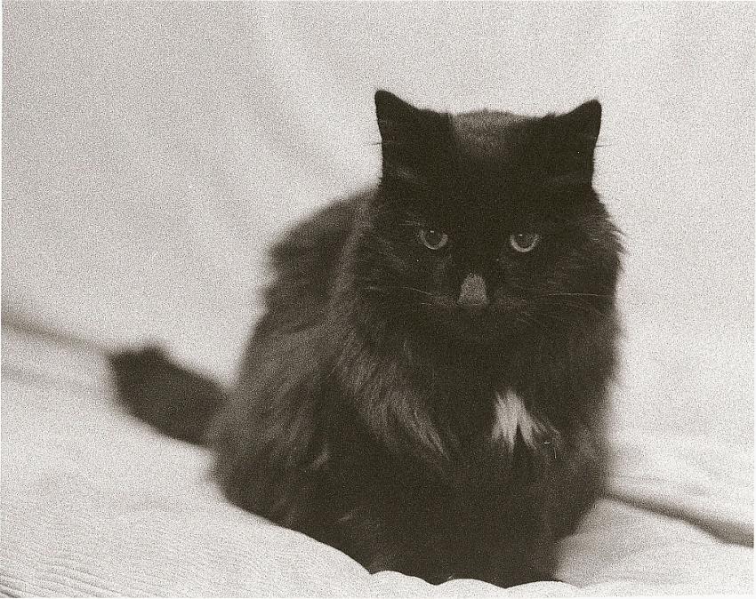 Old mouser