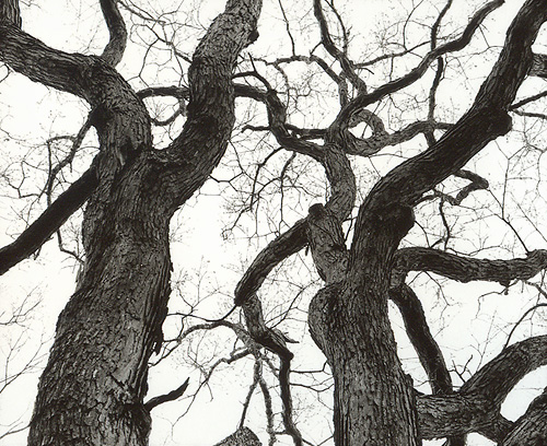 Old Oak