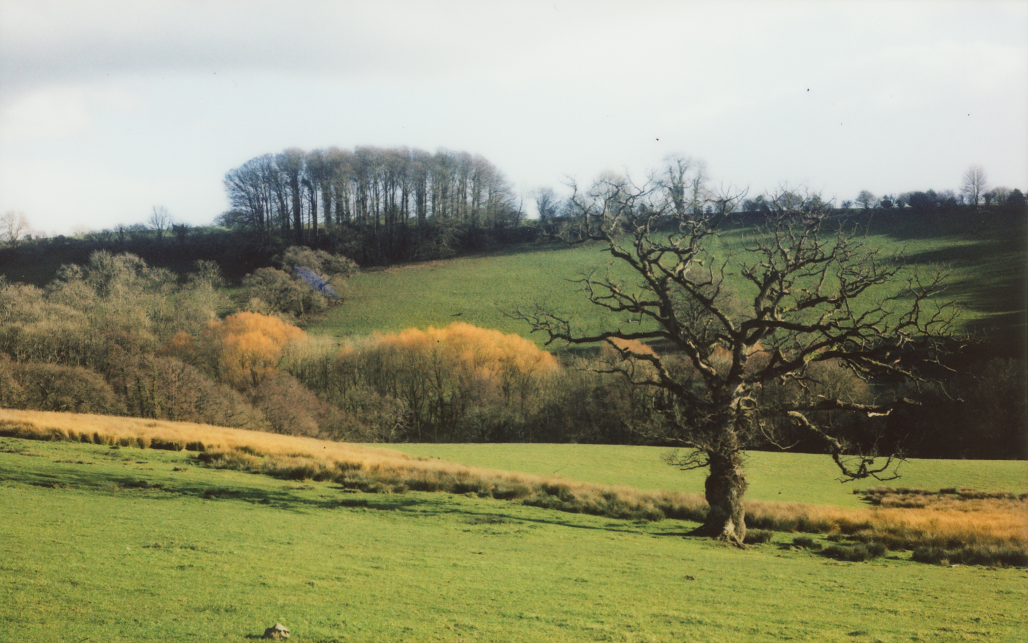 Old Oak