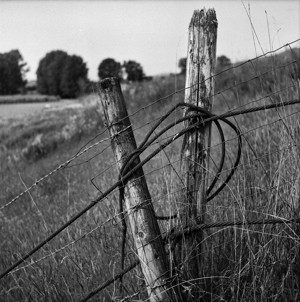 Old posts with steel cable-2.jpg