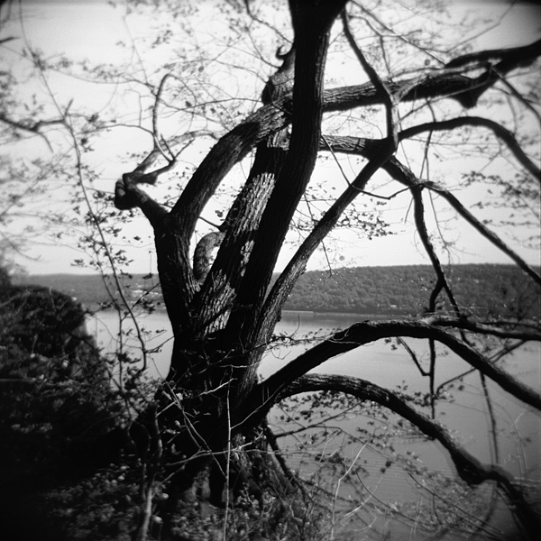Old tree by the river