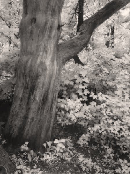 Old Tree IR