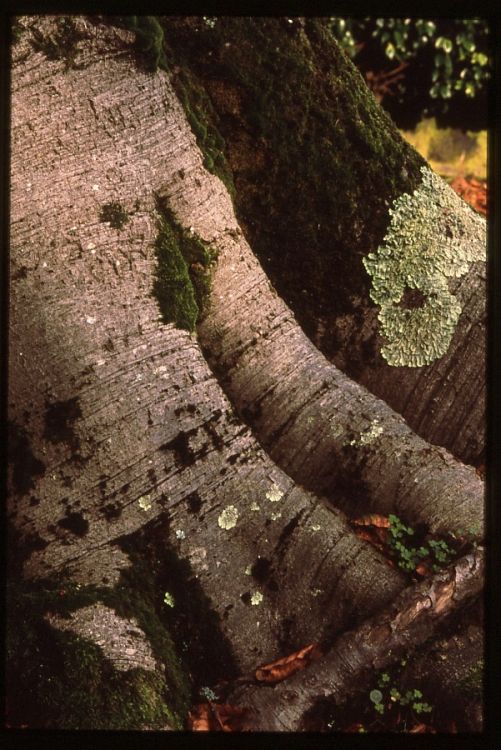 Old Tree.