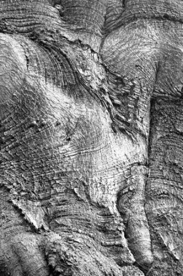 Old tree