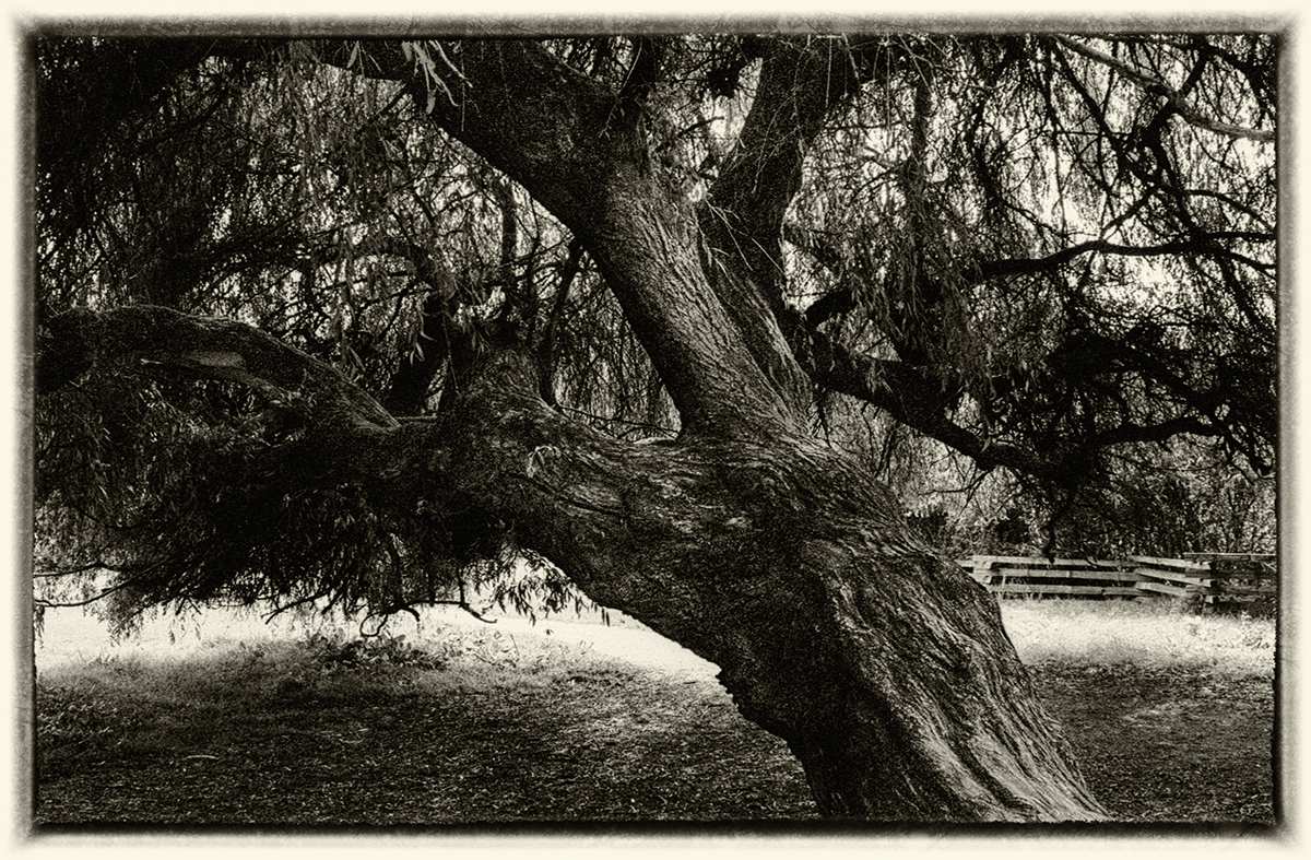 Old willow tree