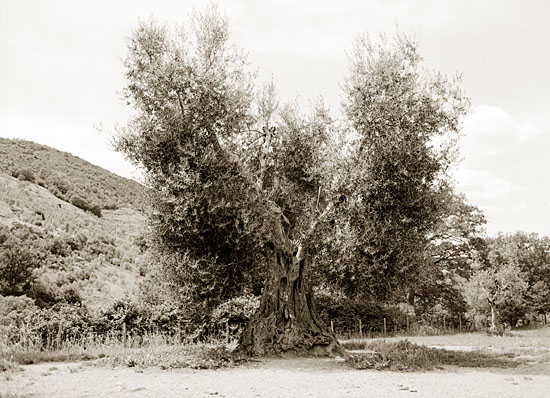 Olive tree